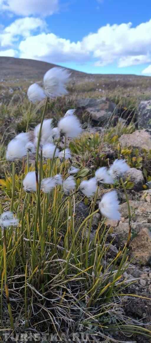 Пушица на Алтае