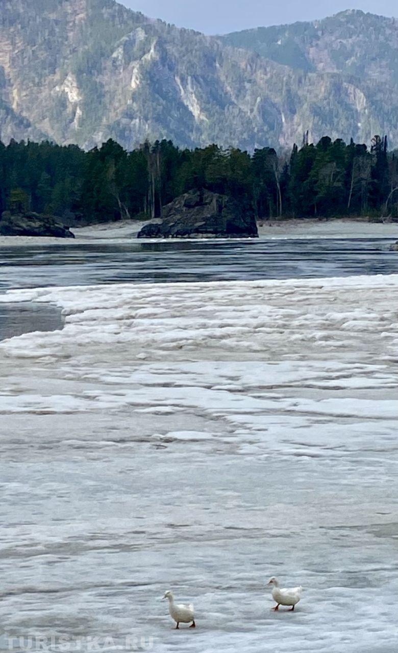 «Гуськом навстречу Весне!»