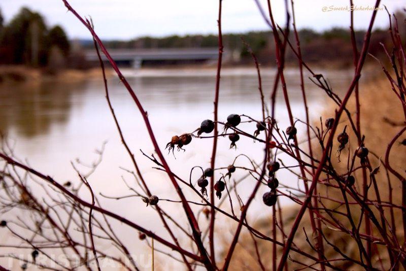 Река Лебедь