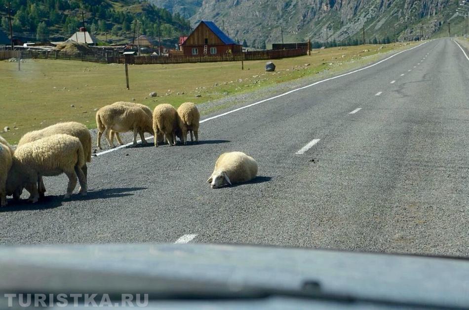 "КВН на Чуйском: пока две команды совещаются, ведущий скучает" 