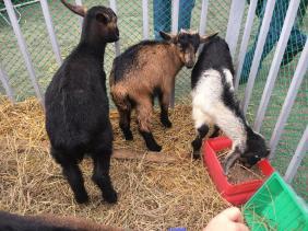 Алтайские праздники: Цветение маральника: Бирюзовая Катунь