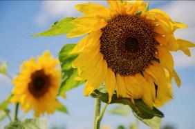 Праздники Алтая 2018: Щедрая осень 