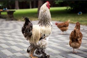 Праздники Алтая 2018: Щедрая осень : Живой уголок 