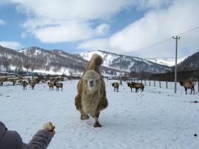 Туристка.Ру : Фотоконкурс СМЕХОТУРИКИ 2024 : Маральник в Алтайском районе : «Цыпа цыпа цыпа»