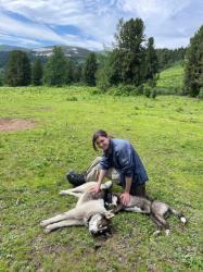 Алтай : Фотоконкурс : Смехотурики 2025 : Вставайте, лохматые, хватит отдыхать - у нас еще половина дневного перехода не пройдена по дороге на Каракольские озера