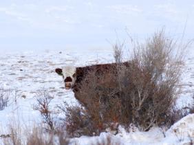 Алтай : Фотоконкурс : Смехотурики 2025 : На работу после новогодних праздников Чуйская степь