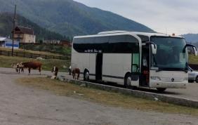 Алтай : Фотоконкурс : Смехотурики 2025 : Девочки! Девочки! Все сюда! Грузимся в автобус, пока туристы ушли есть и едем в тур по Алтаю!!!; Онгудай