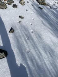 1. «Следы НЕВИДИМЫХ зверей». Урочище Кам-Тытту-Кем Кош-Агачский район.