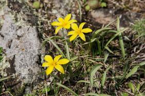 Гусиный лук 