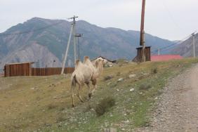 #Смехотурики2019. Автор Перова Анна.село Чибит  Алтай.