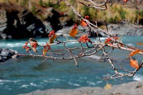 Фотоконкурс Золототая осень на Алтае 2019