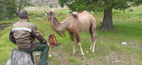 Фотоконкурс Смехотурики 2022 Светлана Багаева