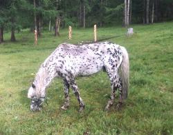 Базы отдыха в Горном Алтае :  Турбазы на Чуйском тракте после Семинского перевала : База «Сартакпай» : Чубарая лошадь