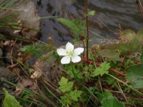 Белозор болотный