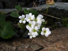 Камнеломка сибирская