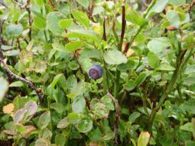 Черника обыкновенная