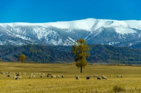 Фотоконкурс Золотая осень на Алтае 2022