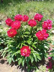 Музыкальный фестиваль цветов в селе Алтайское