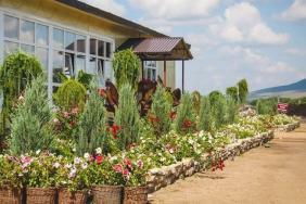 Фестиваль цветов