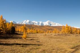 Фотоконкурс Золототая осень на Алтае 2018