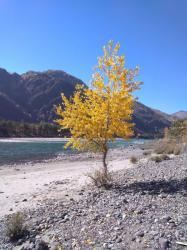 Фотоконкурс Золотая осень на Алтае 2019