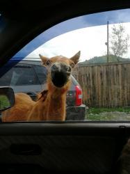 Фотоконкурс Смехотурики 2022. Демин Александр