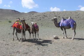 Праздники Алтая День Животновода Кош-Агачский район