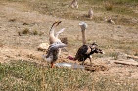 #Смехотурики2019. Автор Дмитриева Ирина. Кош-Агачский район  Алтай.