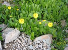 Дороникум Алтайский