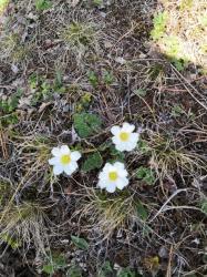 Дриада острозубчатая