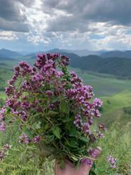 Душица обыкновенная