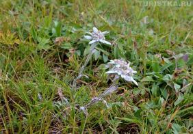 Эдельвейсы на Алтае Эдельвейсы на Алтае
