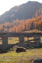 Фотоконкурс Золотая осень на Алтае 2019