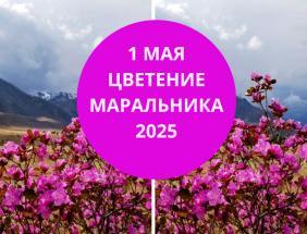 Фестиваль "Цветение маральника 2025" на Бирюзовой Катуни