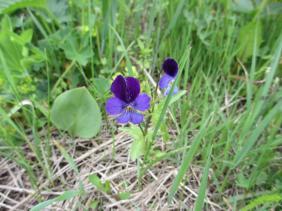 Фиалка алтайская