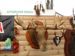 АлтайТур. АлтайКурорт : Выставочные стенды районов
