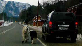 #Смехотурики2019. Автор Фролов Евгений, Усть-Сема  Алтай.