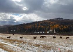 Горный Алтай : Золотая осень на Алтае : На спуске с Семинского перевала