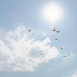 Голуби из голубятни Храма