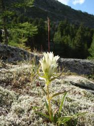 Горечавка холодная