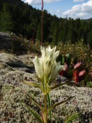 Горечавка холодная на Алтае Горечавка холодная на Алтае