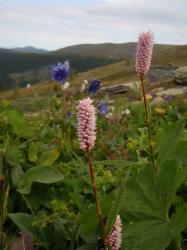 Горец змеиный