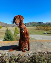 Алтай. Окрестности Акташской ГЭС.