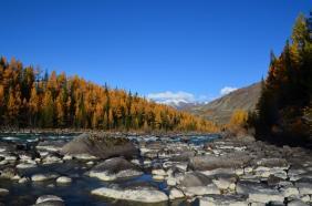 Алтай. Вид на реку Аргут 20.09.25  Автор: Ольга Харитонова