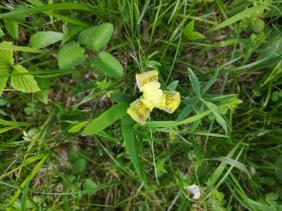 Ирис Блудова