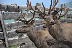 База Искра Солонешенский район Алтай. 