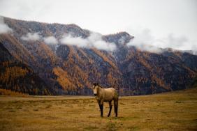 Фотоконкурс Золотая осень на Алтае 2020. Местный житель, возле Чуйского оленного камня. Дата: 12.10.2020