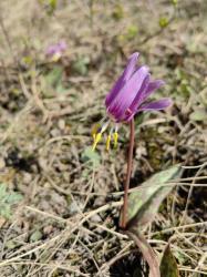 Кандык сибирский