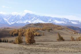 Алтай. Курай.