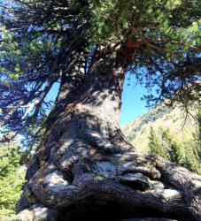 Вековые кедры : Усть-Коксинский рвйон